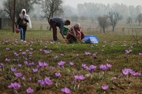 Listopadu 2023 Srinagar Kašmír Indie Rodina Trhá Šafránové Květy Protože — Stock fotografie