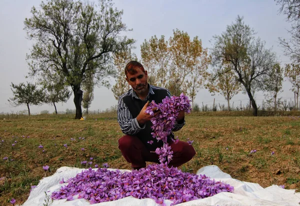 Listopadu 2023 Srinagar Kašmír Indie Člověk Odděluje Květy Šafránu Když — Stock fotografie