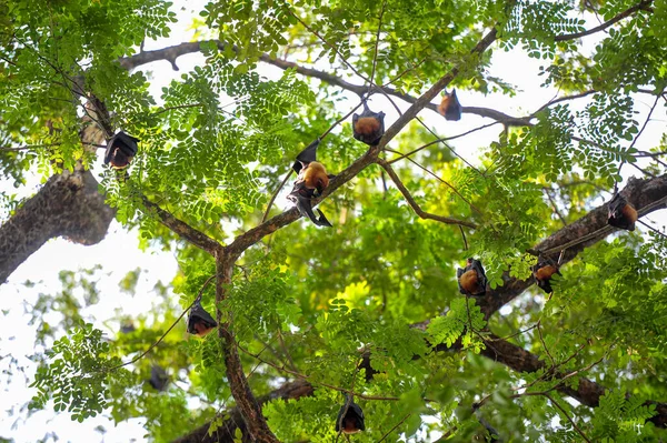 2023 방글라데시 박쥐는 방글라데시의 실렛에서 가지에 매달려있다 바이러스 감염으로 고발되는 — 스톡 사진