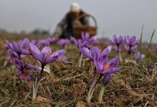 November 2023 Srinagar Kashmir India View Saffron Flowers Saffron Harvesting — Stock Photo, Image