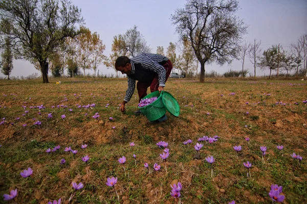 Listopadu 2023 Srinagar Kašmír Indie Muž Trhá Šafránové Květy Když — Stock fotografie