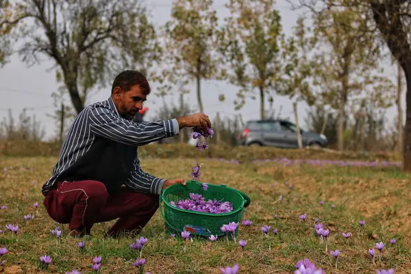 11月2023日 インドのシュリンガル カシミール Srinagar Kashmir サフランの収穫シーズンがスリナガルの南にあるパンポールで始まるように サフランの花を略奪する男 カシミールのサフラン町としても知られるパンポールは 高品質のサフランで有名です — ストック写真