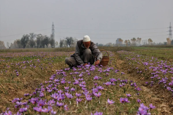 Listopadu 2023 Srinagar Kašmír Indie Muž Trhá Šafránové Květy Když — Stock fotografie