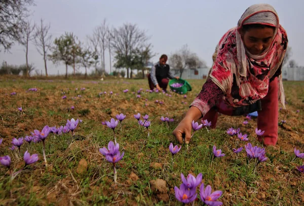 11月2023日 インドのシュリンガル カシミール Srinagar Kashmir サフランの収穫シーズンがスリナガルの南 パンポールで始まるように 女性がサフランの花をプルックします カシミールのサフラン町としても知られるパンポールは 高品質のサフランで有名です — ストック写真