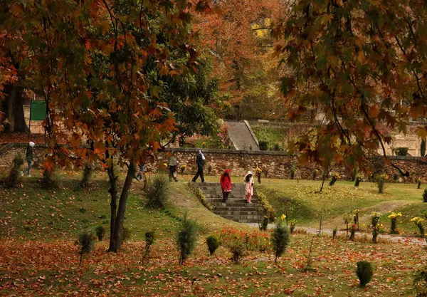 10 Kasım 2023, Srinagar Kashmir, Hindistan: Ziyaretçiler Srinagar 'da Nishat' ta düşen güçlü Çin ağaçlarının yapraklarıyla kaplı Babür Bahçesi 'ne yürüyorlar
