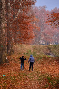 25 Kasım 2023, Hindistan 'ın Srinagar kenti: Turistler,' Chinar ağaçlarının sonbahar mevsiminde düşüşünün tadını çıkarmak için yerel parkları ziyaret edin, yerel dilde 'Harud' olarak da bilinir.