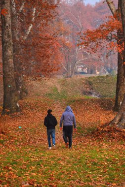 25 Kasım 2023, Hindistan 'ın Srinagar kenti: Turistler,' Chinar ağaçlarının sonbahar mevsiminde düşüşünün tadını çıkarmak için yerel parkları ziyaret edin, yerel dilde 'Harud' olarak da bilinir.