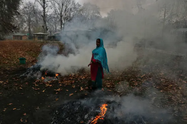 Listopada 2023 Srinagar Kashmir Indie Kaszmirska Kobieta Pali Suche Liście — Zdjęcie stockowe