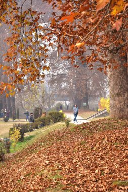 25 Kasım 2023, Hindistan 'ın Srinagar kenti: Turistler,' Chinar ağaçlarının sonbahar mevsiminde düşüşünün tadını çıkarmak için yerel parkları ziyaret edin, yerel dilde 'Harud' olarak da bilinir.