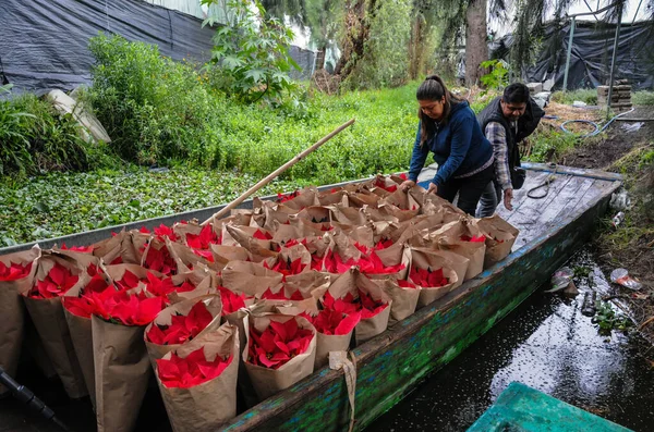 2023年12月1日 メキシコシティ 労働者は地元の市場でそれらを配布するためにクリスマスの花を輸送し ポインセチアの花の生産は約4万個です — ストック写真