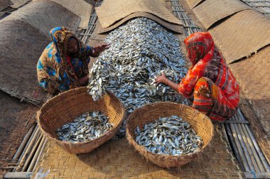 4 Aralık 2023 Sylhet-Bangladeş: Kadınlar Sylhet, Bangladeş 'in Lama Kazi bölgesinde kurutulmuş balık işlemekle meşguller. Mevsimlik kuru balık tüccarları Sylhet 'in Lama Kazi bölgesinde balık kurutmakla meşguller.