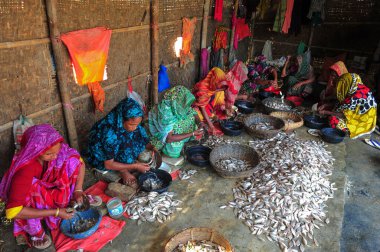 4 Aralık 2023 Sylhet-Bangladeş: Kadınlar Sylhet, Bangladeş 'in Lama Kazi bölgesinde kurutulmuş balık işlemekle meşguller. Mevsimlik kuru balık tüccarları Sylhet 'in Lama Kazi bölgesinde balık kurutmakla meşguller.