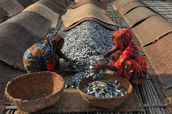 Diciembre 2023 Sylhet Bangladesh Las Mujeres Están Ocupadas Procesando Pescado — Foto de Stock