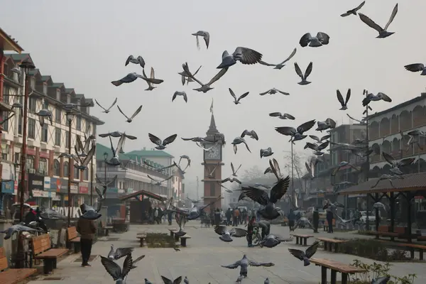 December 2023 Srinagar Kashmir India Pigeons Fly Street Srinagar India — Stock Photo, Image