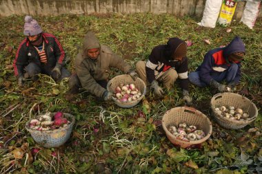 December 21,2023, Srinagar Kashmir, India : Kashmiri farmers work on a frost covered vegetable field on the outskirts of Srinagar. The 40 day harshest winter period Chillai-Kalan, begins in Kashmir on Thursday clipart