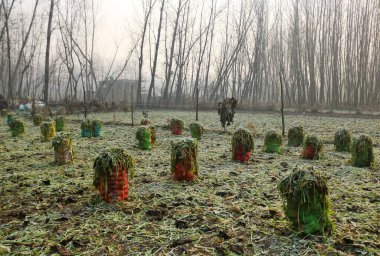 21 Aralık 2023 'te Hindistan' ın Srinagar Kashmir kentinde sebzelerle dolu çuvallar Srinagar 'ın kenar mahallelerinde don kaplı bir sebze tarlasında görüldü. En sert 40 günlük kış dönemi olan Chillai-Kalan, Perşembe günü Kaşmir 'de başlıyor.