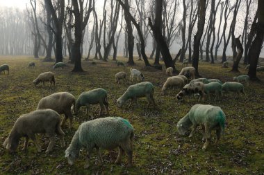 December 21,2023, Srinagar Kashmir, India : Sheep graze in a field on the outskirts of Srinagar. The 40 day harshest winter period Chillai-Kalan, begins in Kashmir on Thursday clipart