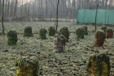21 Aralık 2023 'te Hindistan' ın Srinagar Kashmir kentinde sebzelerle dolu çuvallar Srinagar 'ın kenar mahallelerinde don kaplı bir sebze tarlasında görüldü. En sert 40 günlük kış dönemi olan Chillai-Kalan, Perşembe günü Kaşmir 'de başlıyor.