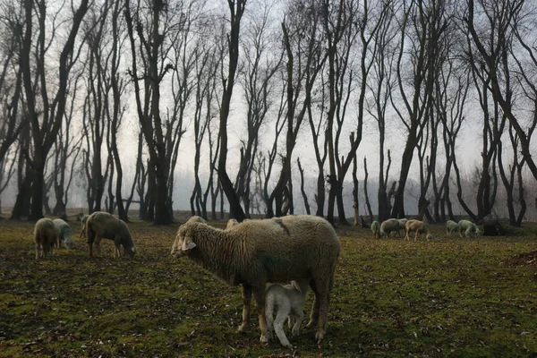 December 2023 Srinagar Kashmir India Lamb Drinking Milk Udder Its — Stock Photo, Image