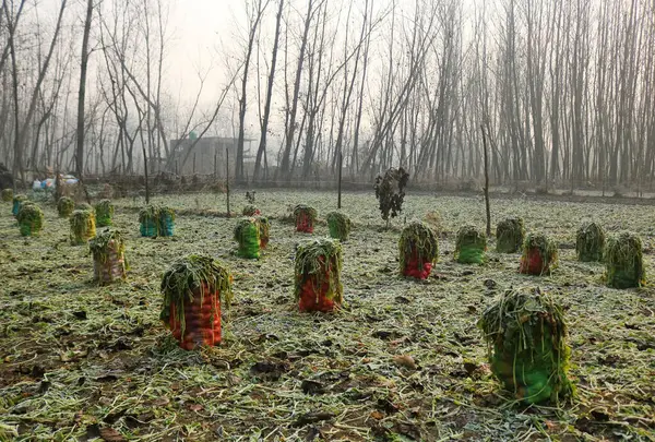 December 2023 Srinagar Kashmir India Sacks Filled Vegetables Seen Frost — Stock Photo, Image