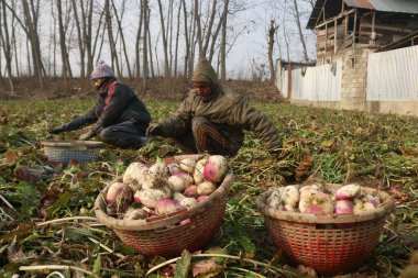 December 21,2023, Srinagar Kashmir, India : Kashmiri farmers work on a frost covered vegetable field on the outskirts of Srinagar. The 40 day harshest winter period Chillai-Kalan, begins in Kashmir on Thursday clipart