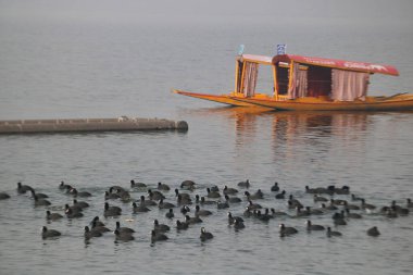13 Ocak 2024, Srinagar Kashmir, Hindistan: Göçmen kuşlar Srinagar 'daki Dal gölünün sularında yüzerler. Her yıl, Orta Asya ve Sibirya 'dan binlerce göçmen kuş kış mevsiminde Kaşmir Vadisi' ne ve Hindistan 'ın diğer bölgelerine göç eder.. 