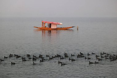 13 Ocak 2024, Srinagar Kashmir, Hindistan: Göçmen kuşlar Srinagar 'daki Dal gölünün sularında yüzerler. Her yıl, Orta Asya ve Sibirya 'dan binlerce göçmen kuş kış mevsiminde Kaşmir Vadisi' ne ve Hindistan 'ın diğer bölgelerine göç eder.. 