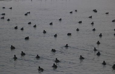 13 Ocak 2024, Srinagar Kashmir, Hindistan: Göçmen kuşlar Srinagar 'daki Dal gölünün sularında yüzerler. Her yıl, Orta Asya ve Sibirya 'dan binlerce göçmen kuş kış mevsiminde Kaşmir Vadisi' ne ve Hindistan 'ın diğer bölgelerine göç eder.. 