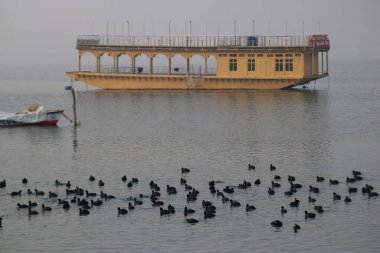 13 Ocak 2024, Srinagar Kashmir, Hindistan: Göçmen kuşlar Srinagar 'daki Dal gölünün sularında yüzerler. Her yıl, Orta Asya ve Sibirya 'dan binlerce göçmen kuş kış mevsiminde Kaşmir Vadisi' ne ve Hindistan 'ın diğer bölgelerine göç eder.. 