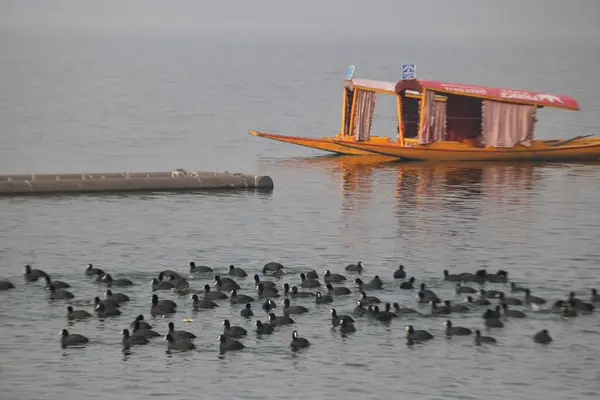 2024 Ιανουαρίου Σριναγκάρ Κασμίρ Ινδία Αποδημητικά Πουλιά Κολυμπούν Στα Νερά — Φωτογραφία Αρχείου