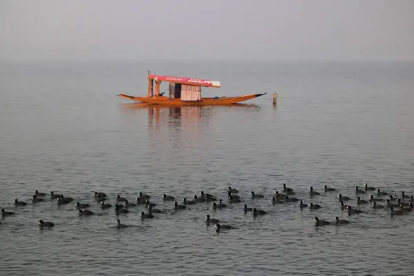 Januari 2024 Srinagar Kashmir Indien Flyttande Fåglar Simmar Vattnen Vid — Stockfoto