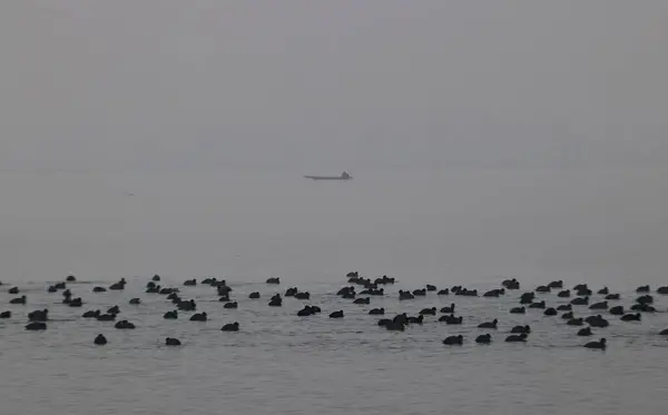 Januari 2024 Srinagar Kashmir Indien Flyttande Fåglar Simmar Vattnen Vid — Stockfoto