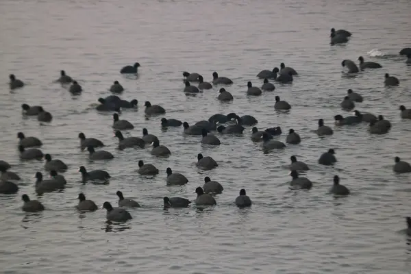 2024 Ιανουαρίου Σριναγκάρ Κασμίρ Ινδία Αποδημητικά Πουλιά Κολυμπούν Στα Νερά — Φωτογραφία Αρχείου
