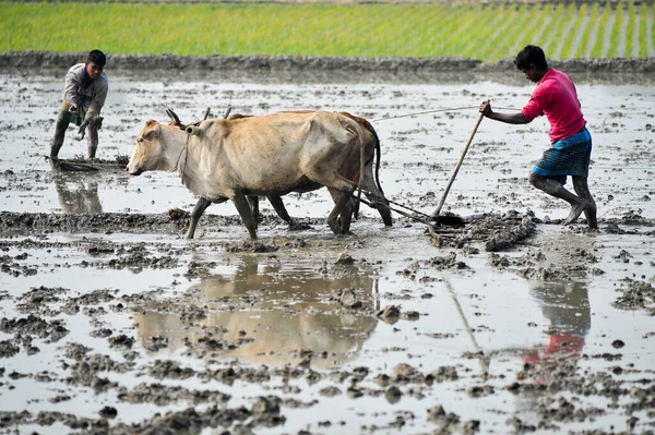 21 Ocak 2024 Sylhet-Bangladeş: Sylhet 'in Guainghat upazila bölgesindeki Salutikar bölgesinde, bir çiftçi şu anda kırsal bölgelerde ortadan kaybolmanın eşiğinde olan Boro çeltik tarlası için toprağı inek pulluğu ile hazırlıyor.