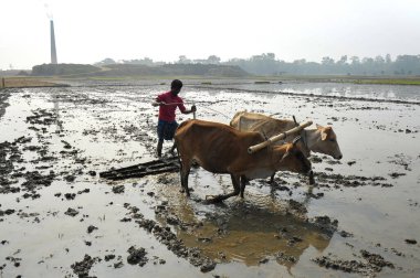 21 Ocak 2024 Sylhet-Bangladeş: Sylhet 'in Guainghat upazila bölgesindeki Salutikar bölgesinde, bir çiftçi şu anda kırsal bölgelerde ortadan kaybolmanın eşiğinde olan Boro çeltik tarlası için toprağı inek pulluğu ile hazırlıyor.