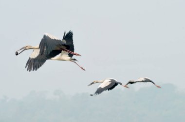 3 Şubat 2024, Sylhet, Bangladeş: Salyangoz kabuklu kuşlar Dibir Haor 'da dolaşıyorlar, bu su kuşu ülkenin kanalları ve nehirleri yakınlarındaki bölgelerde kalıcı olarak yaşamaya başladı.