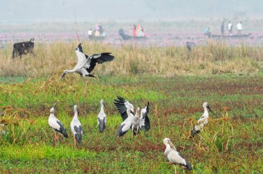 February 3,  2024, Sylhet, Bangladesh: Snail-Shelled birds are roaming in Dibir Haor, this water bird have started living permanently in areas near canals and rivers of the country clipart