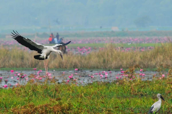Lutego 2024 Sylhet Bangladesz Ptaki Ślimakami Wędrują Dibir Haor Ten — Zdjęcie stockowe