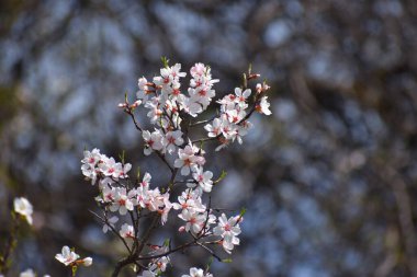 March 20, 2024, Srinagar India: White Almond blossom flowers are seen early spring across Badawari garden, the garden is very popular at the end of winter and the beginning of spring clipart