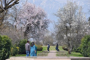 20 Mart 2024, Srinagar Hindistan: Turistler Badem çiçeklerinin tadını çıkarıyorlar ilkbaharın başlarında Badawari bahçesinde, bahçe kışın sonunda ve baharın başında çok popülerdir.