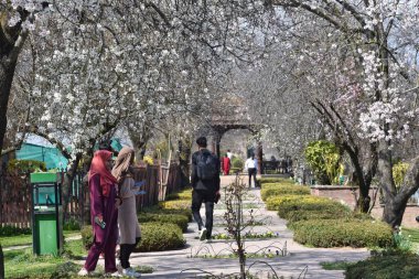 20 Mart 2024, Srinagar Hindistan: Badem çiçeklerinin arasından ilkbaharın başlarında Badawari bahçesinde turistler yürür, bahçe kışın sonunda ve baharın başında çok popülerdir.