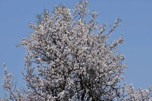 März 2024 Srinagar Indien Mandelblütenbäume Mit Weißen Blüten Sind Badawari — Stockfoto