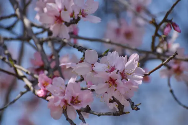 20 Mart 2024, Srinagar Hindistan: Pembe Badem çiçekleri ilkbaharın başlarında Badawari bahçesinde görülür, bahçe kışın sonunda ve baharın başında çok popülerdir.