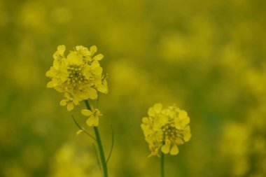 April 12, 2024 Srinagar India: Close up of a vibrant yellow flower on the  mustard fields with vibrant yellow blooms on the outskirts of Srinagar.  clipart