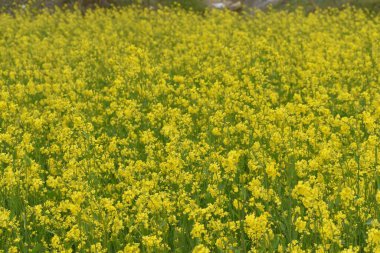 April 12, 2024 Srinagar India: Yellow flowers are seen  on  the mustard fields with vibrant yellow blooms on the outskirts of Srinagar.  clipart