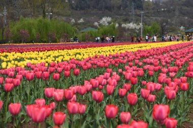 Srinagar 'da bulunan lale bahçesi yaygın olarak Siraj Bagh olarak bilinir ve ünlü Dal Gölü kıyısında yer alır. 4 Nisan 2024, Srinagar, Hindistan