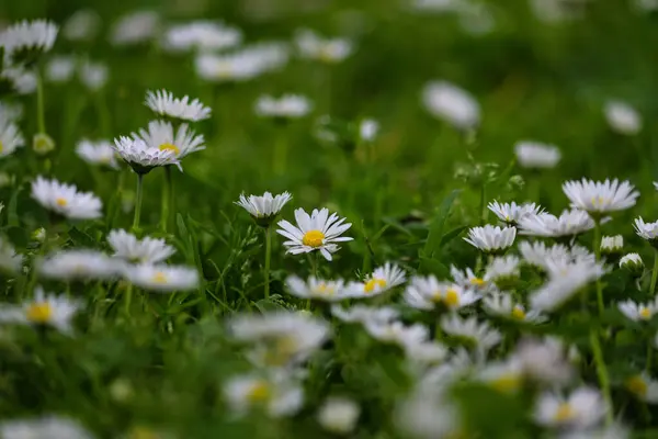 stock image The Bellis Perennis flower (common daisy) are seen in full bloom at a park in Srinagar. on April 18, 2024, Srinagar, Kashmir, India