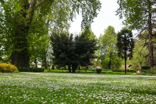 ดอกเบลล สเพอร เทนน ดอกเดซ วไป จะเห นได ในบานเต สวนสาธารณะในศร นคร รูปภาพสต็อกที่ปลอดค่าลิขสิทธิ์