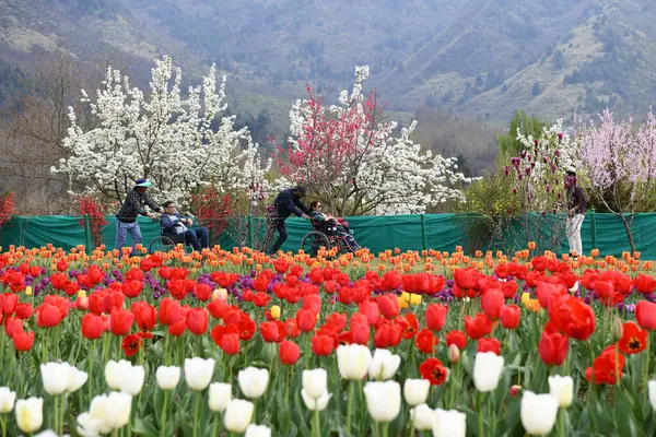 Jardin Tulipes Qui Trouve Srinagar Est Communément Appelé Siraj Bagh Images De Stock Libres De Droits