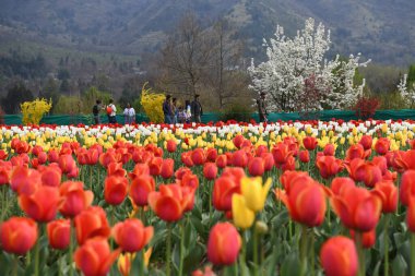 Srinagar 'da bulunan lale bahçesi yaygın olarak Siraj Bagh olarak bilinir ve ünlü Dal Gölü kıyısında yer alır. 4 Nisan 2024, Srinagar, Hindistan